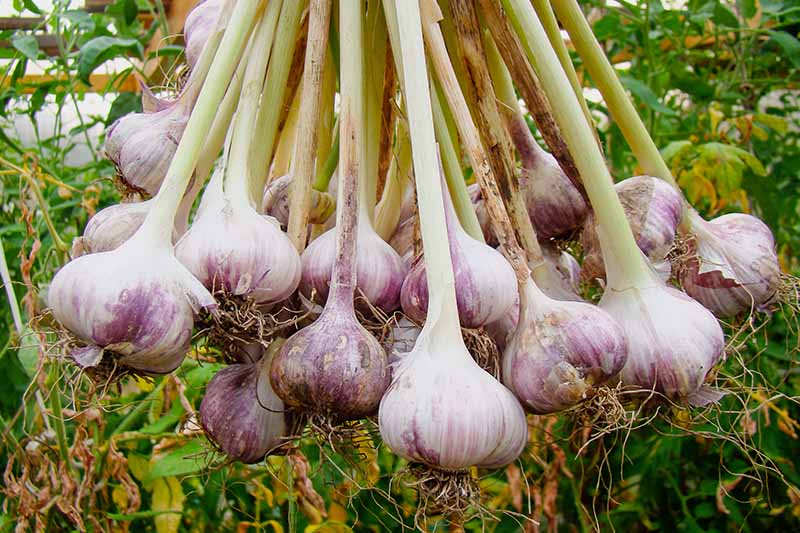 What Kind of Garlic Varieties Should You Plant?